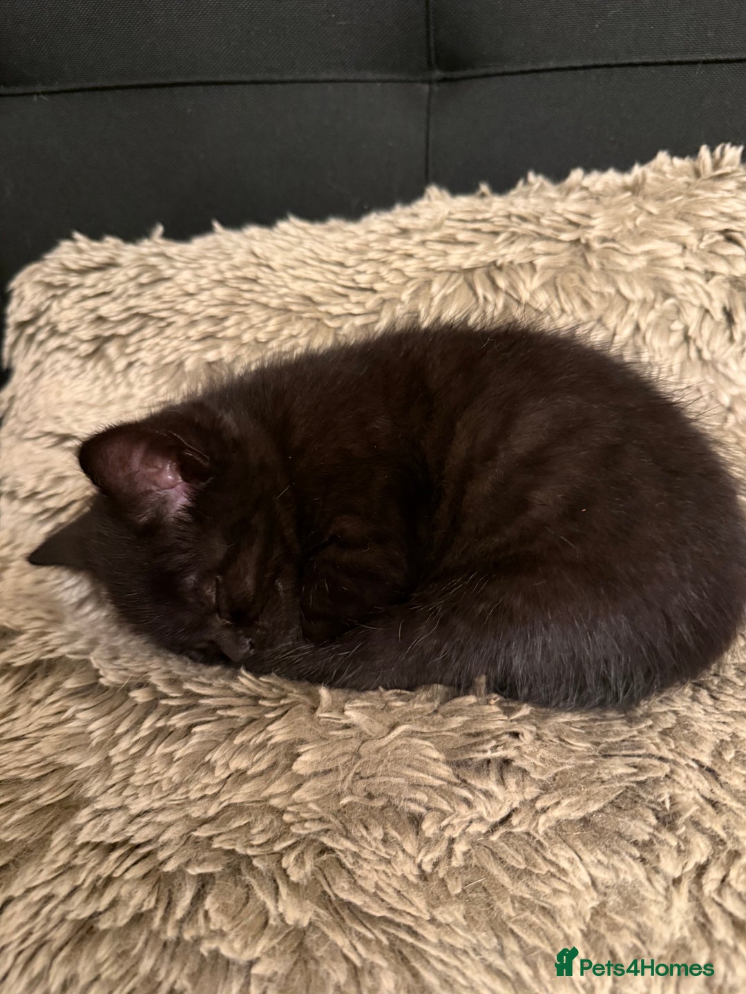 Mixed Breed cats for sale: Kittens  - Advert 13