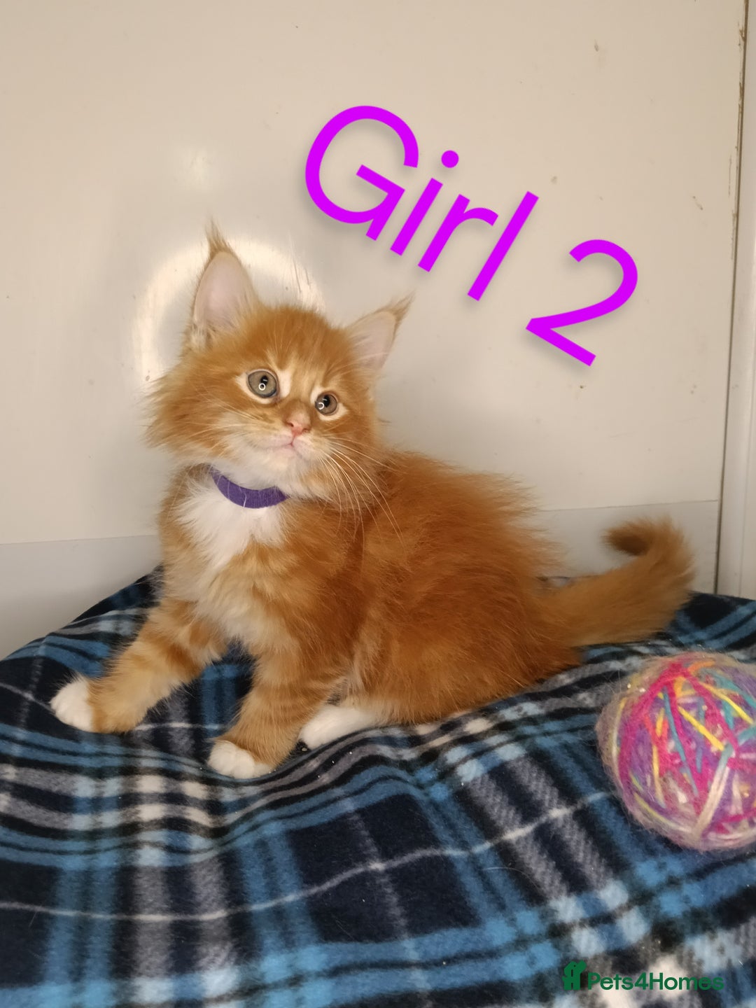 Maine Coon cats for sale: 'PuuureLove' Maine Coon kittens  - Image 7
