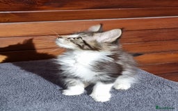 Maine Coon cats for sale: Pedigree Maine Coon Kittens for sale  - Image 16