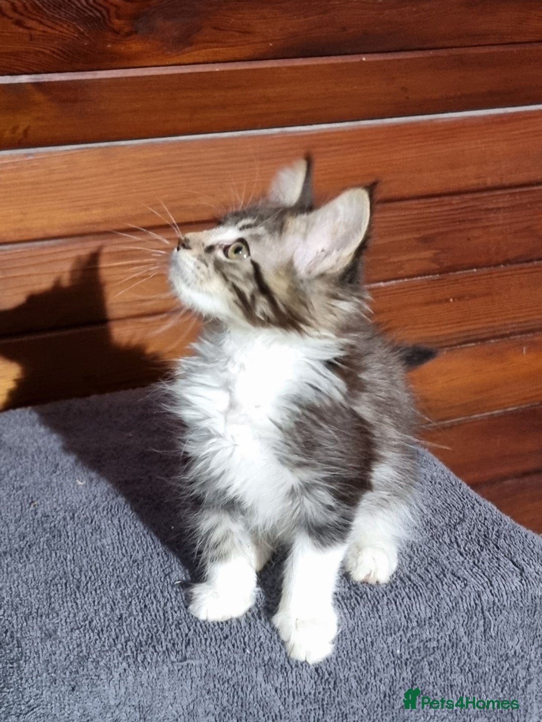 Maine Coon cats for sale: Pedigree Maine Coon Kittens for sale  - Image 16