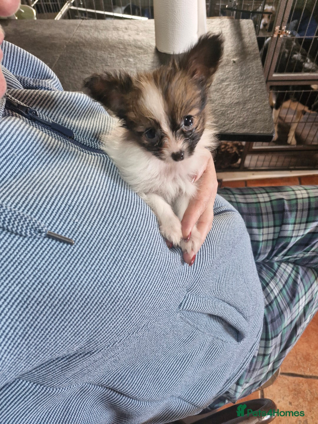 Papillon dogs for sale: KC Papillon. DNA health tested parents - Image 23