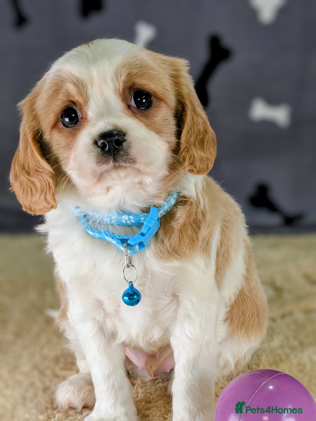 Cavachon dogs for sale: Adorable F1B Cavachon Puppies  - Advert 5