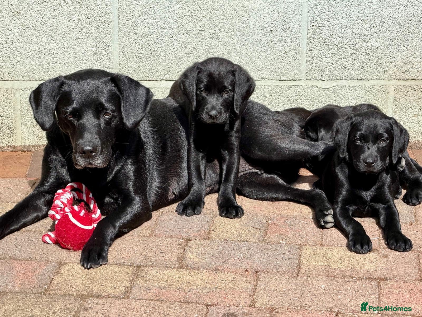Labrador Retriever dogs REDUCED to sell our last KC lab girl pup - Advert 1