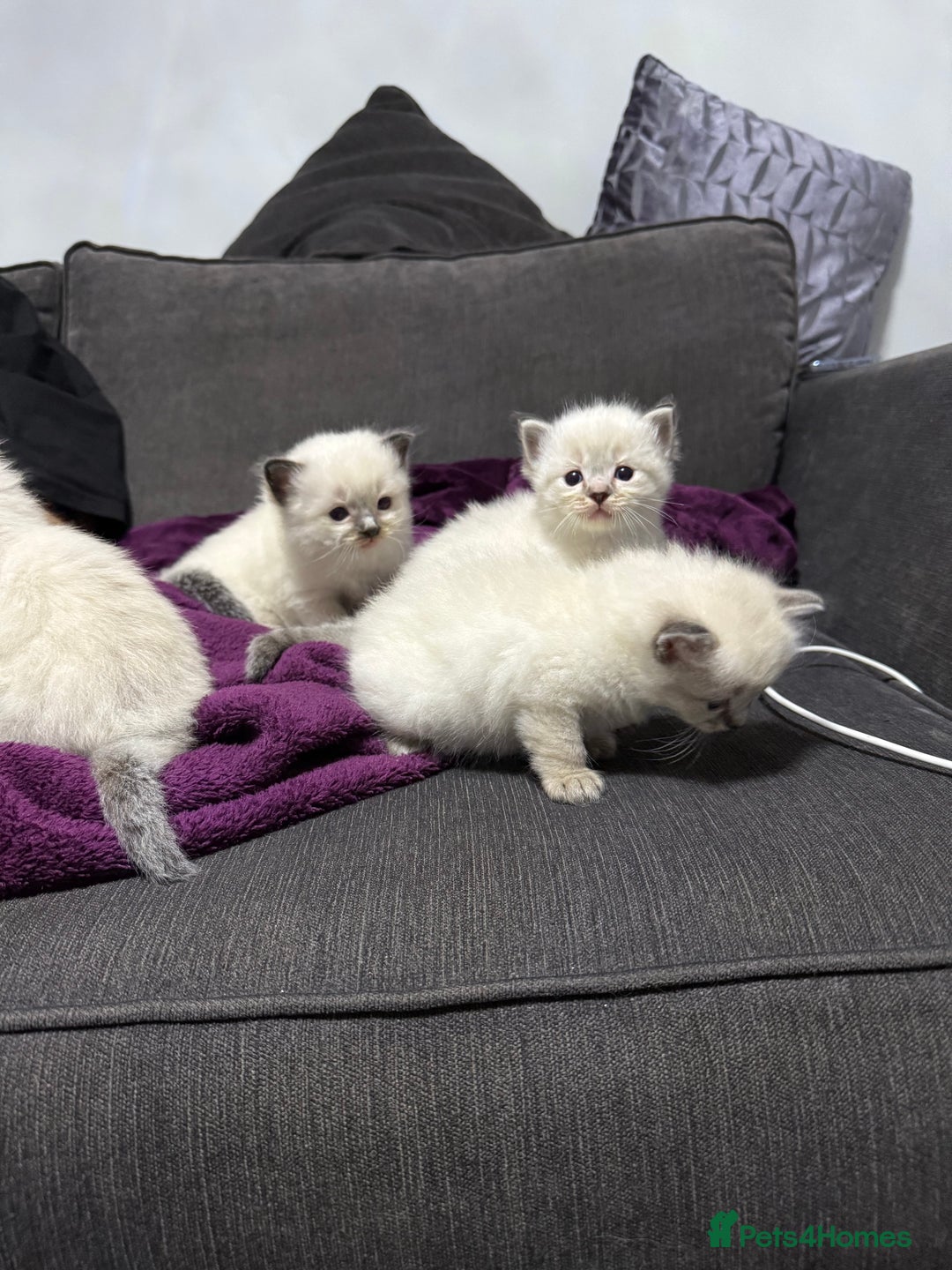 Ragdoll cats for sale: 7 beautiful lynx blue/seal point ragdoll kittens - Image 7