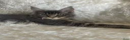 Maine Coon cats for sale: TICA Registered Maine Coon Kittens  - Advert 32