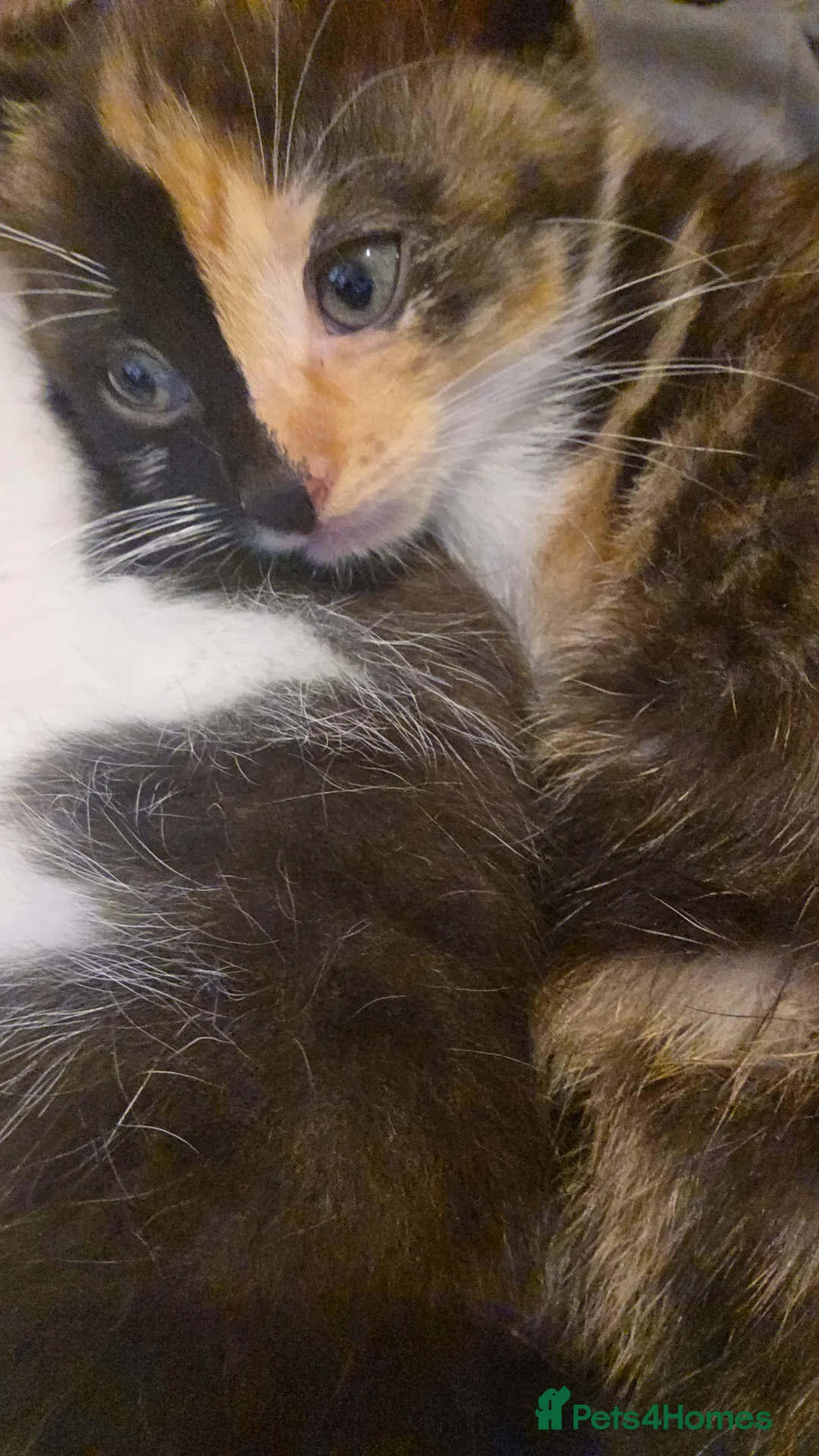 Mixed Breed cats for sale: Beautiful kittens ready for there new home - Advert 2