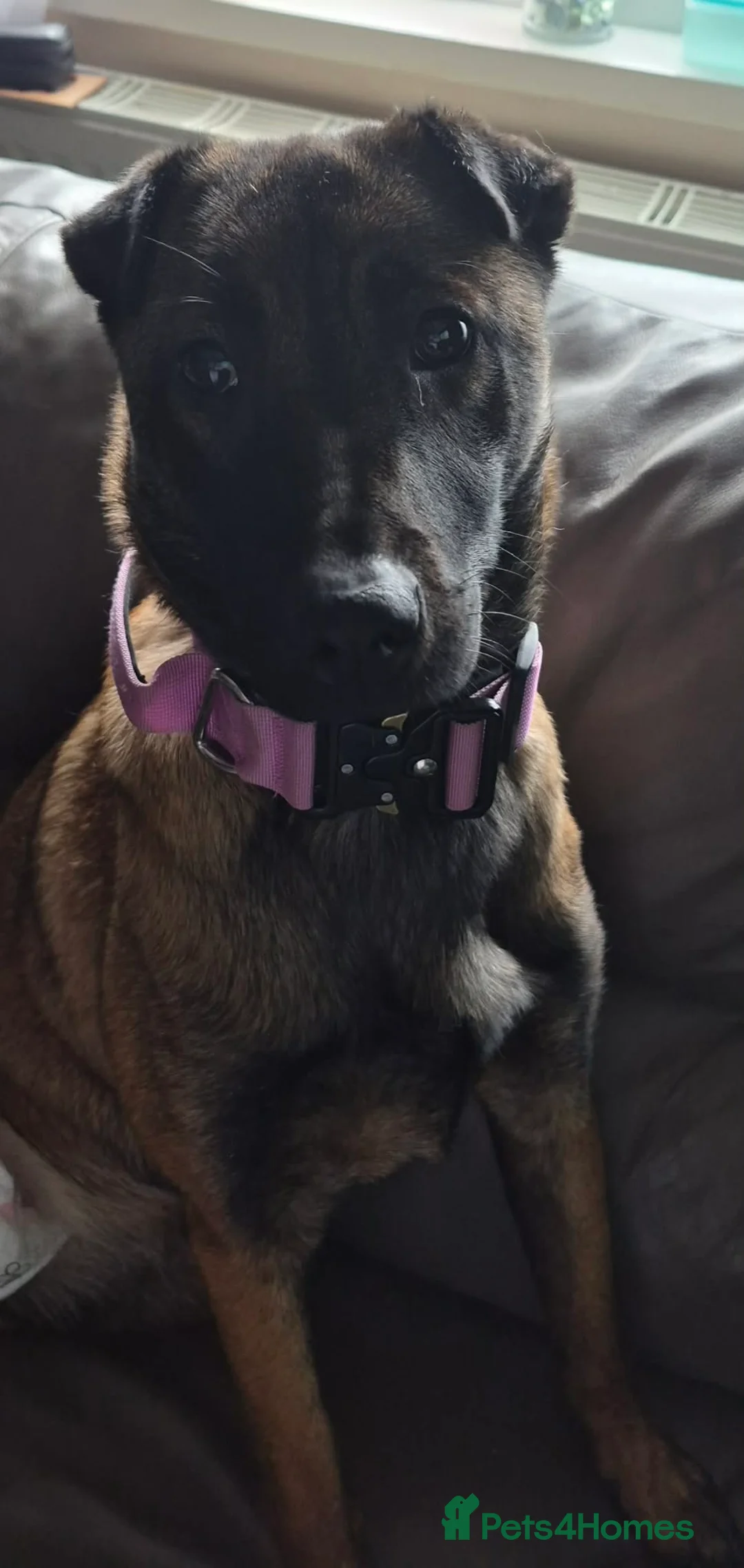 Mixed Breed dogs for sale: Luna  - Advert 2