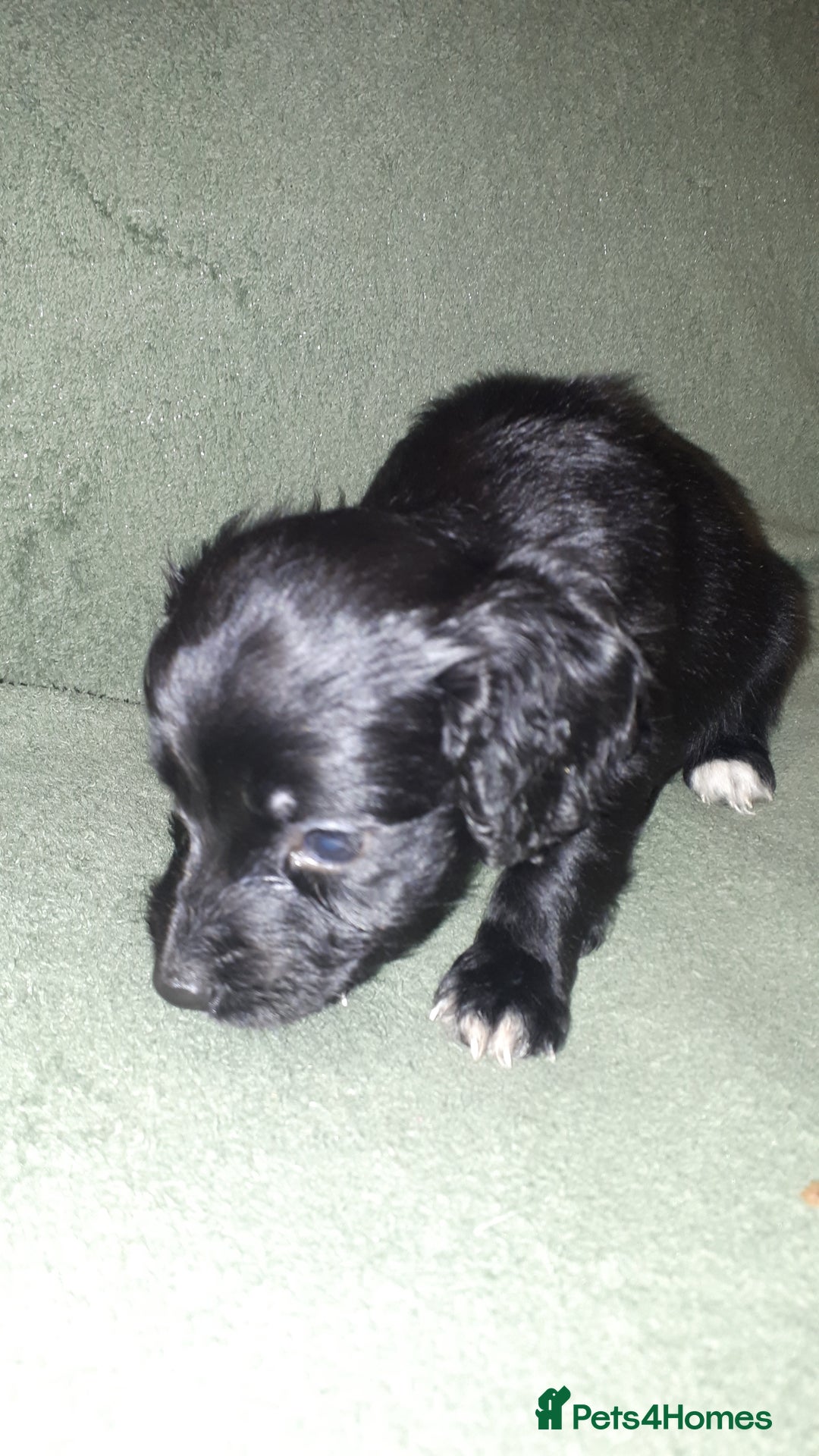 Cockapoo dogs for sale: F2b cockapoo puppies - Image 11