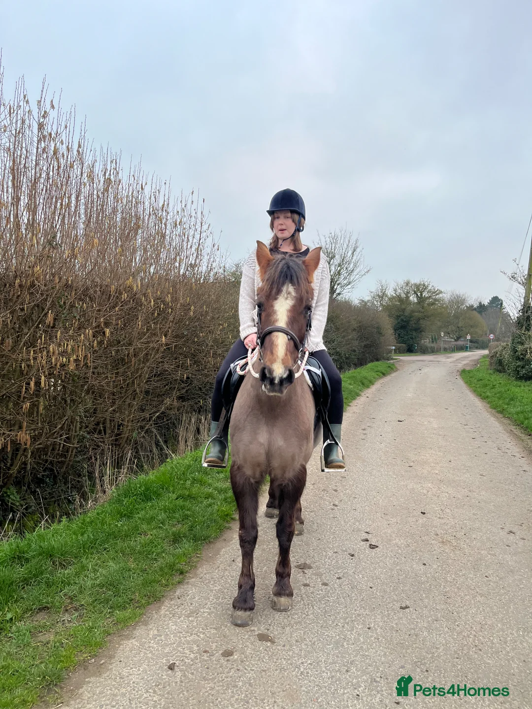 New Forest horses for sale: Willow, 13.2 liver chestnut  - Advert 1