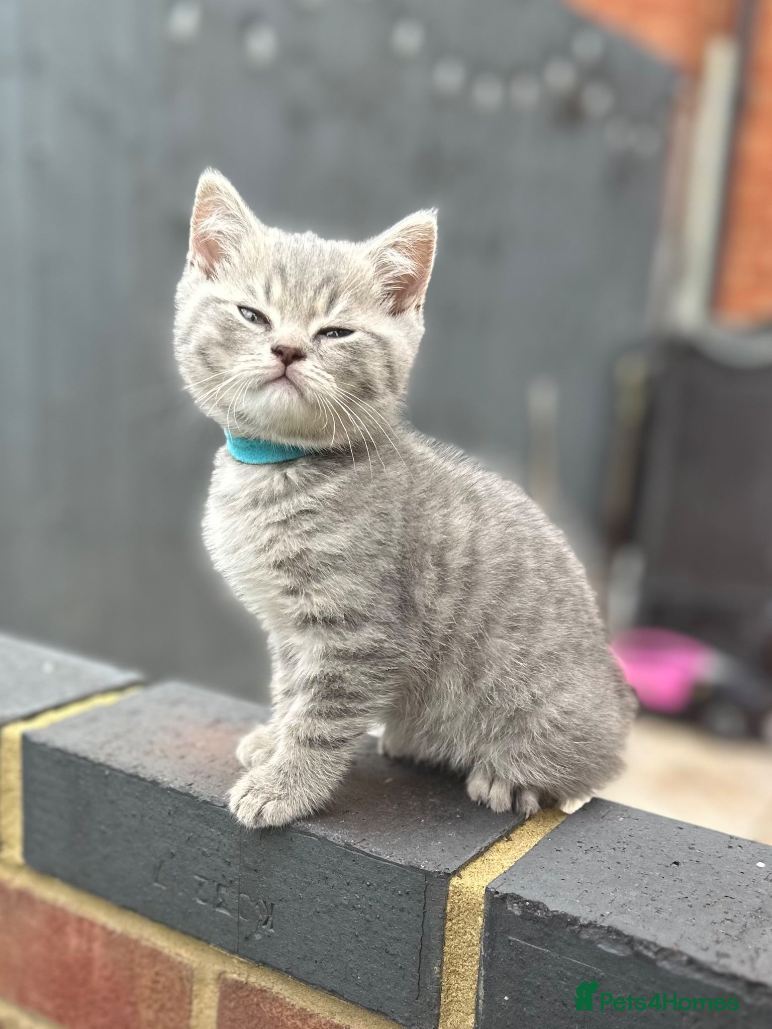 British Shorthair cats British shorthair kittens Ready now - Advert 2