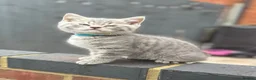 British Shorthair cats for sale: British shorthair kittens Ready now - Advert 1