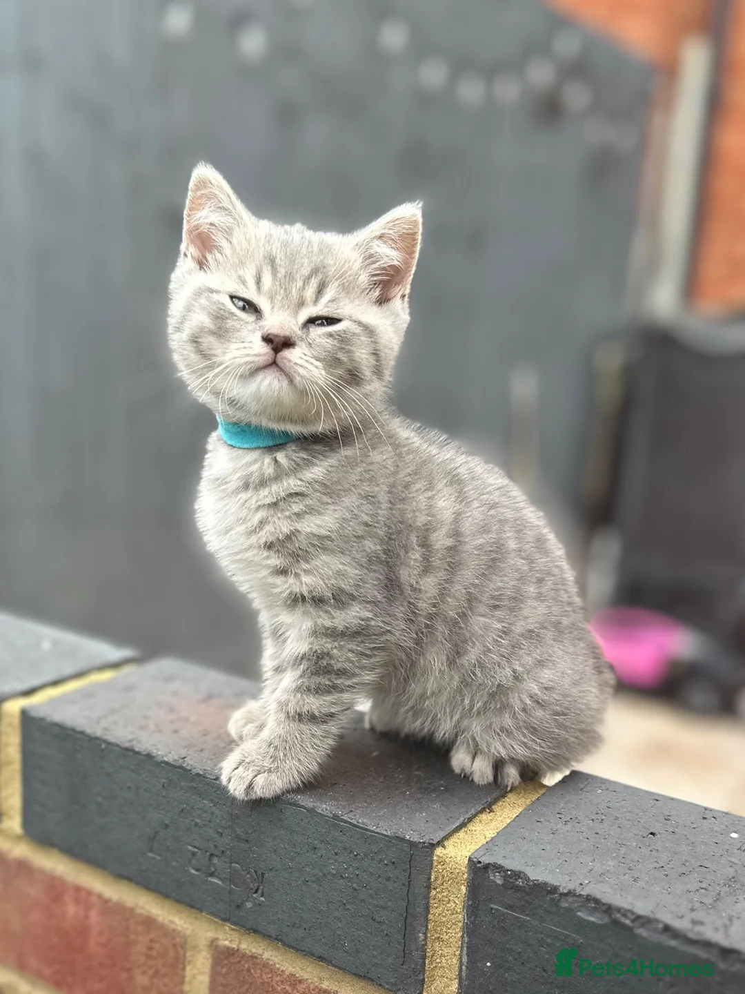 British Shorthair cats for sale: British shorthair kittens Ready now - Advert 1