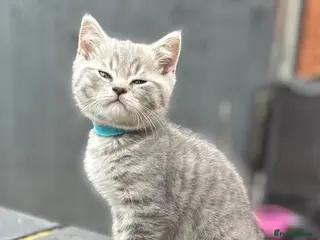 British Shorthair cats British shorthair kittens Ready now - Advert 2
