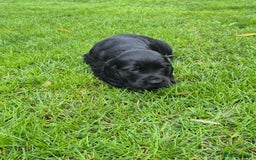 Cocker Spaniel dogs for sale: KC Reg Show Type Cockers - Advert 7