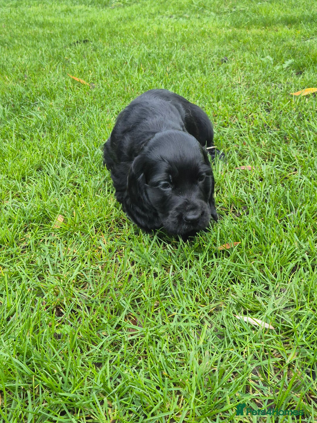 Cocker Spaniel dogs for sale: KC Reg Show Type Cockers - Advert 7