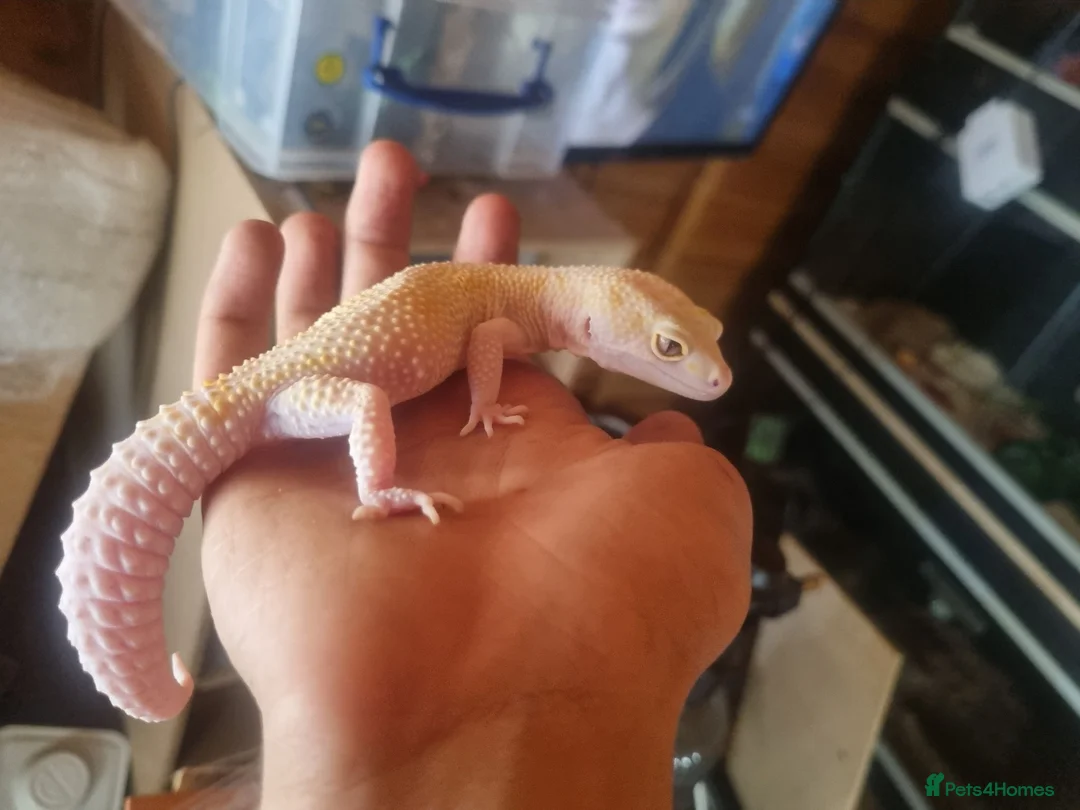 Gecko reptiles for sale:  2 female geckos with complete setup - Advert 1