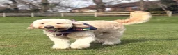Double Doodle dogs for sale: Double Doodle puppies due August 2026 - Advert 12