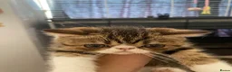 Exotic cats for sale: Lovely Male kitten  - Advert 6