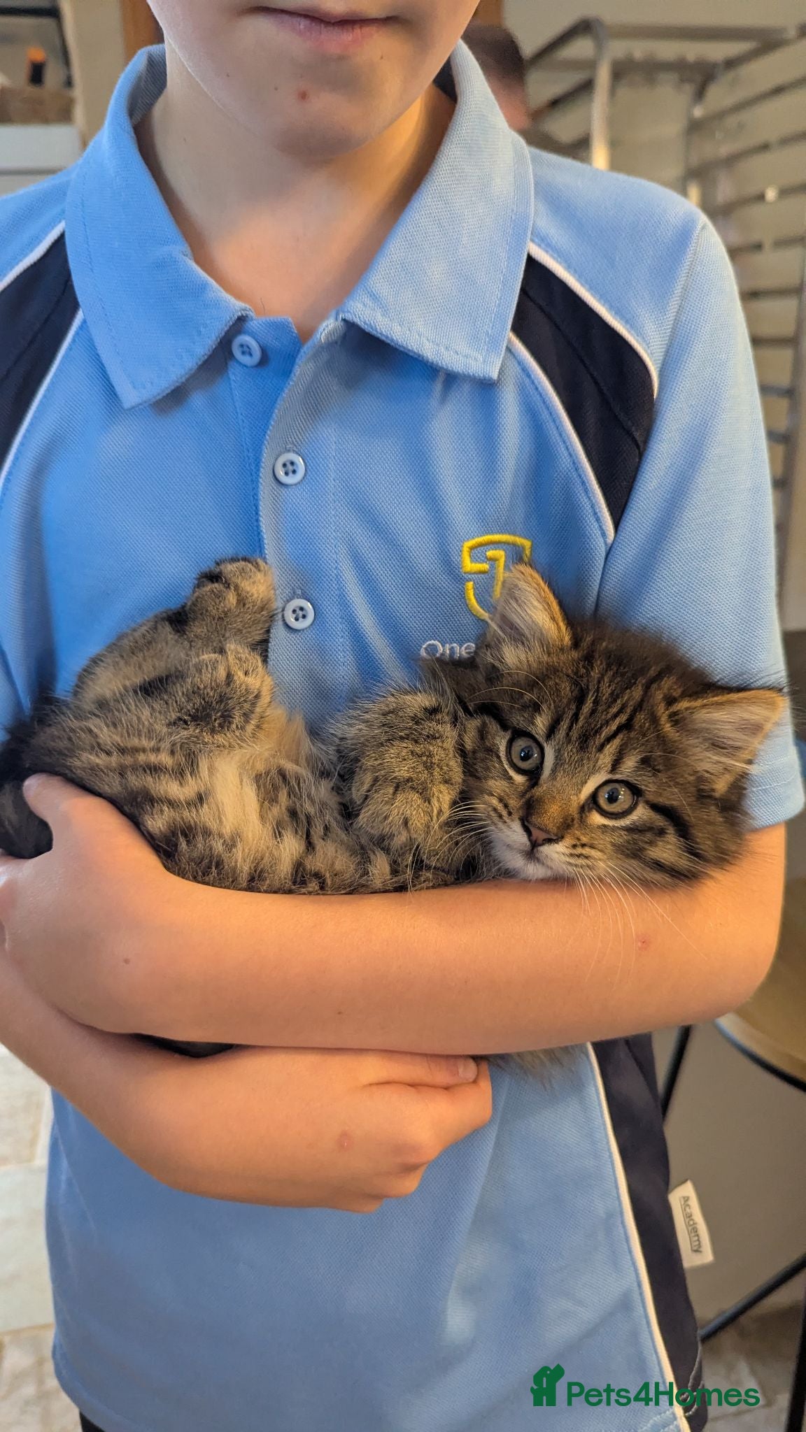 Mixed Breed cats Beautiful fluffy kitten, sweetest temperament. - Advert 1