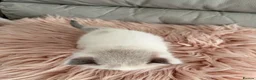 Ragdoll cats for sale: Seal bicolour & seal point  ragdolls  - Advert 7