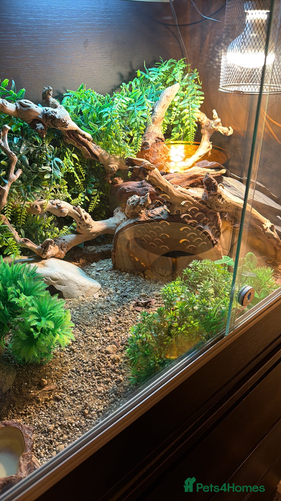 Leopard Gecko reptiles for sale: Full set up for sale including leopard Gecko  - Advert 4