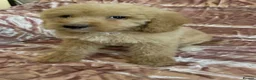 Goldendoodle dogs for sale: Beautiful doodles looking for forever homes - Advert 10