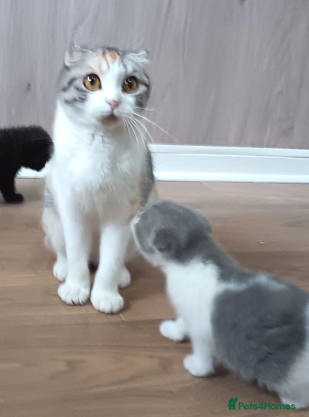 Scottish Fold cats for sale: Wonderful kittens - Advert 2