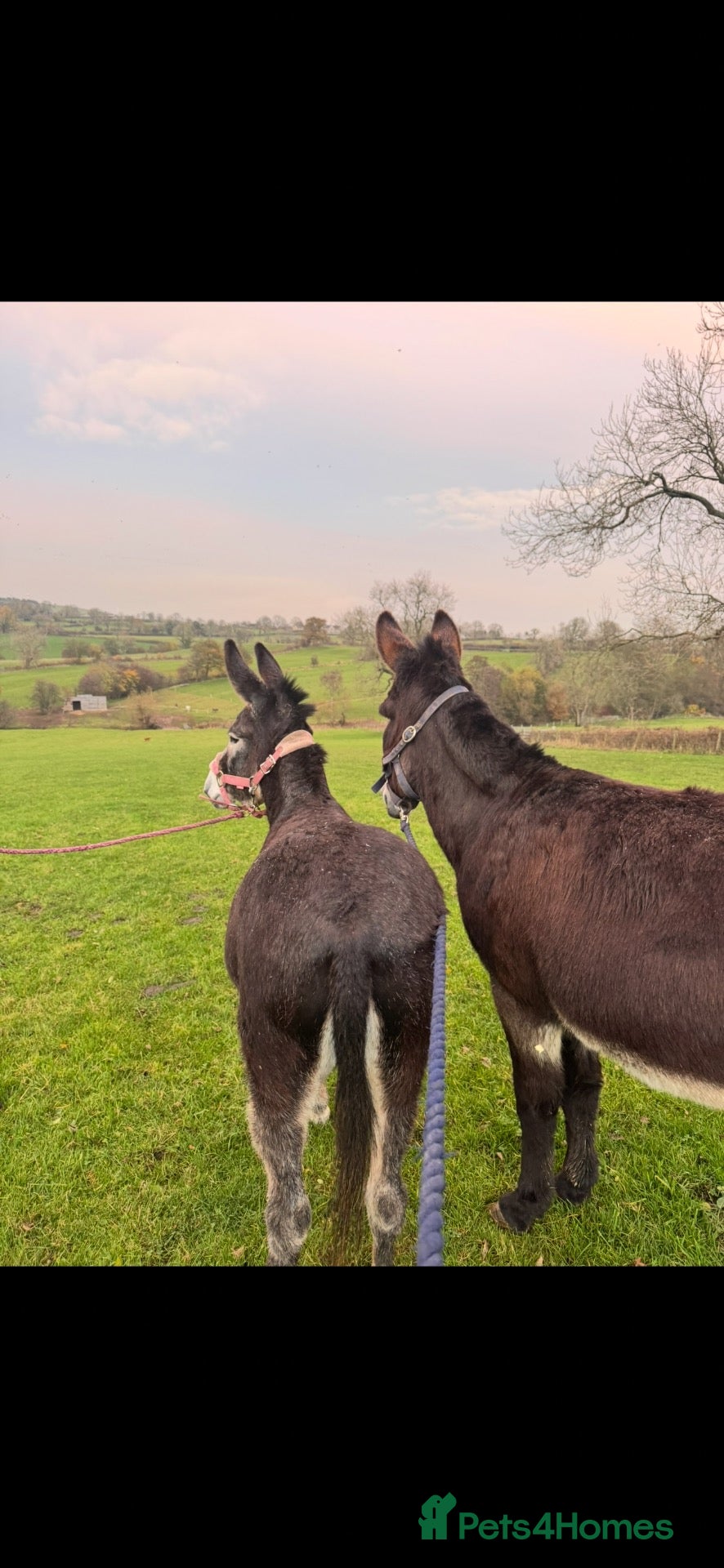 Other Breed horses 2 Female Donkeys for Sale - Advert 1