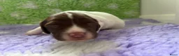 English Springer Spaniel dogs for sale: English Springer Spaniel Pups - Advert 11