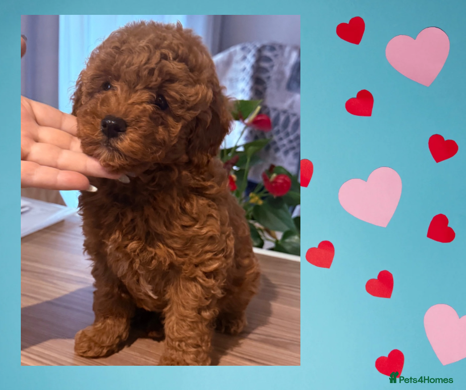 Maltipoo dogs Red mini maltipoo F1b puppies 😍💙💓 - Advert 2