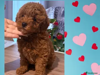Maltipoo dogs Red mini maltipoo F1b puppies 😍💙💓 - Advert 2