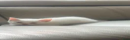 Mixed Breed cats for sale: Turkish angora / half ragdoll kittens  - Advert 6
