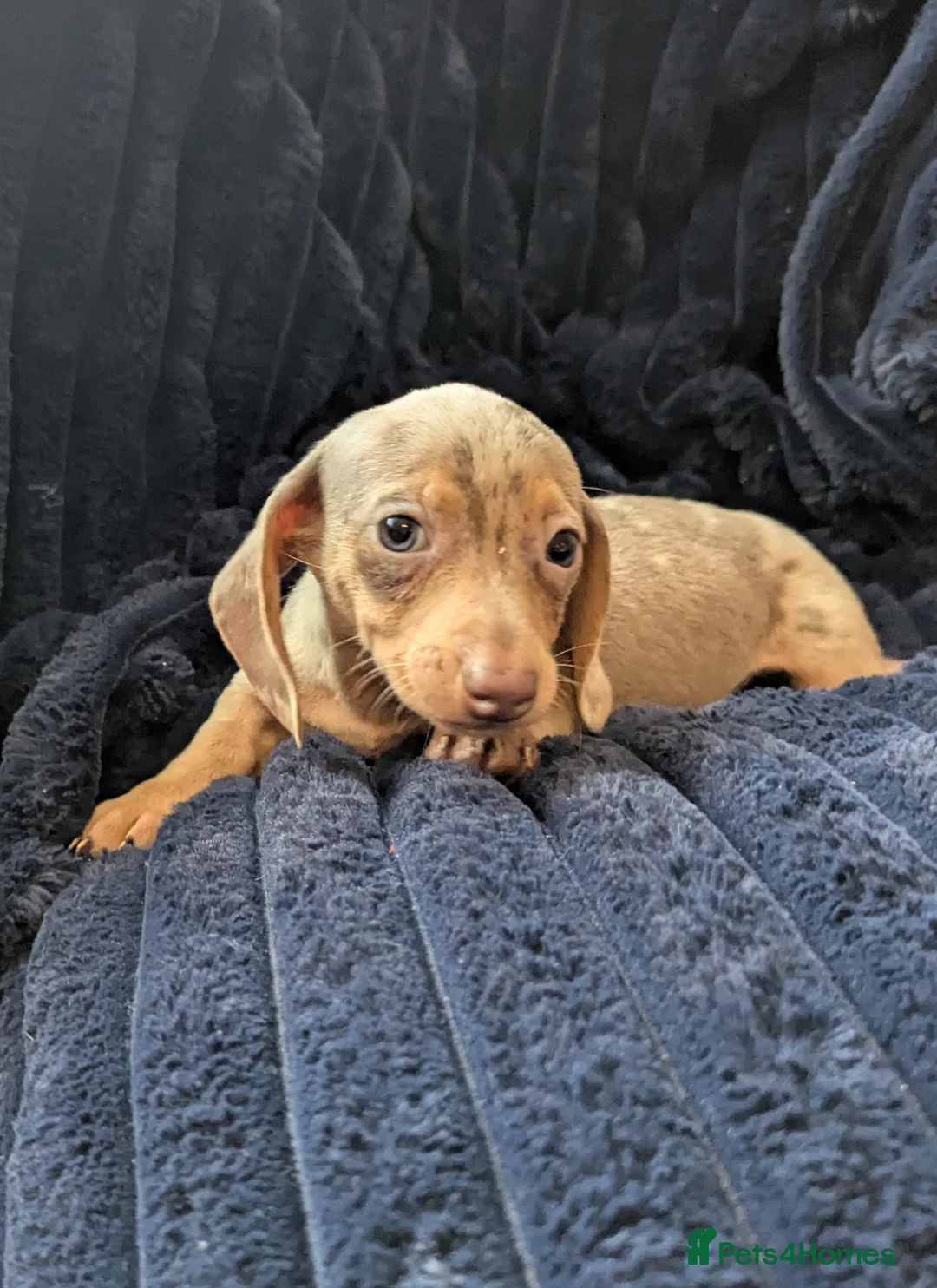 Miniature Dachshund dogs for sale: Miniature dachshund puppies  - Advert 9