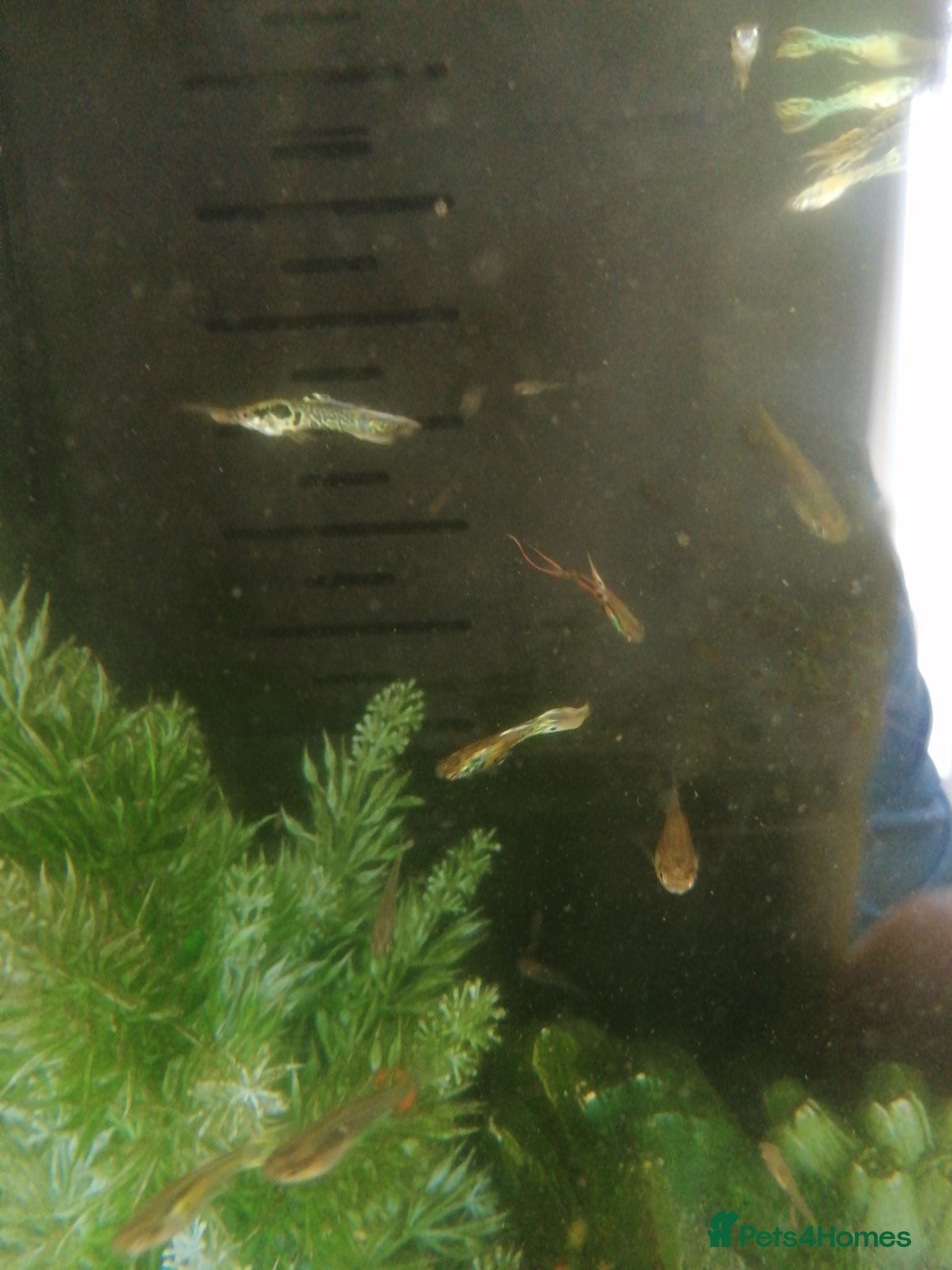 Other/Mixed Breed fish Fish for sale - Advert 7