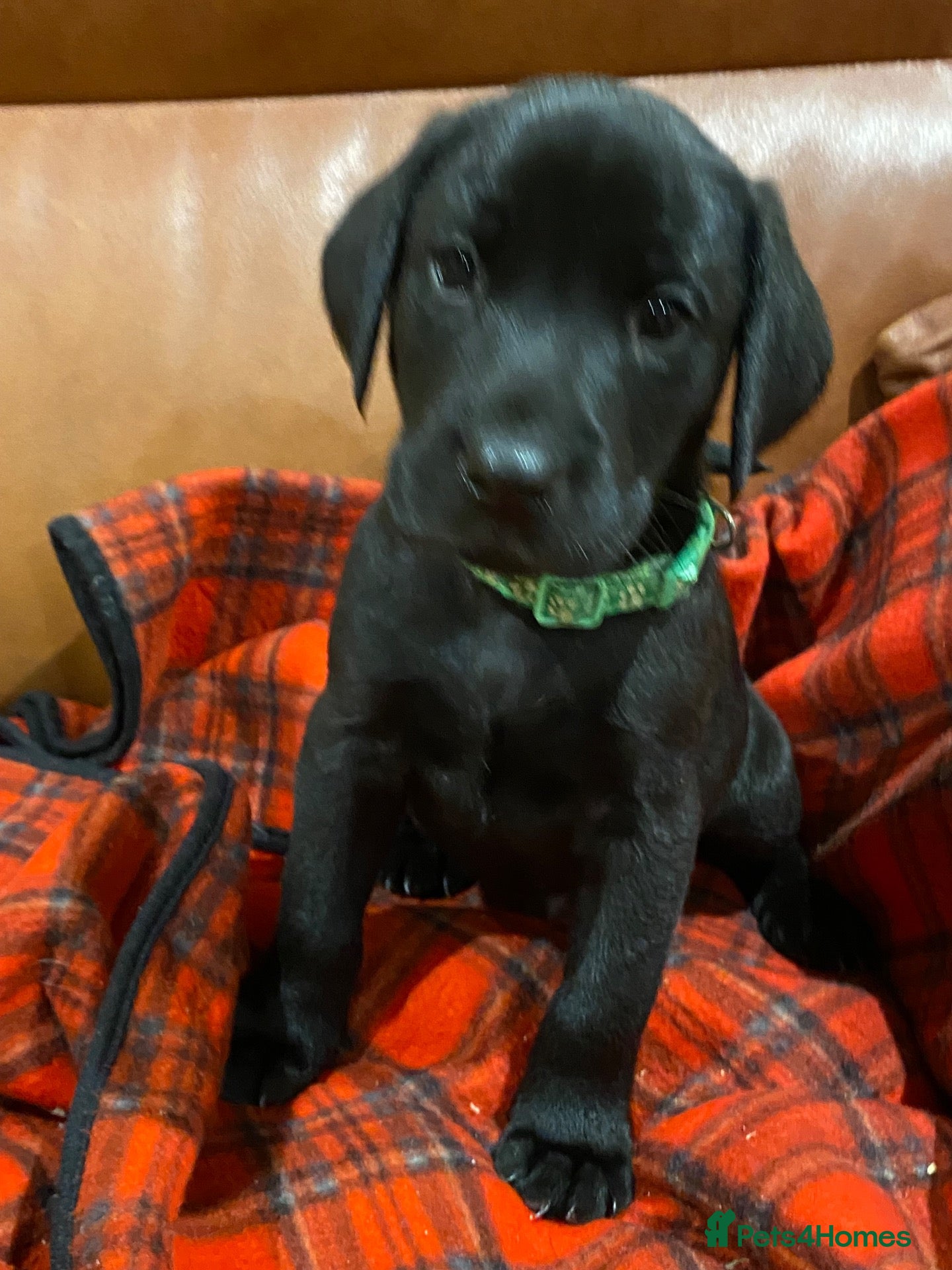 Labrador Retriever dogs Beautiful Black Labrador Pups KC registered  - Advert 2