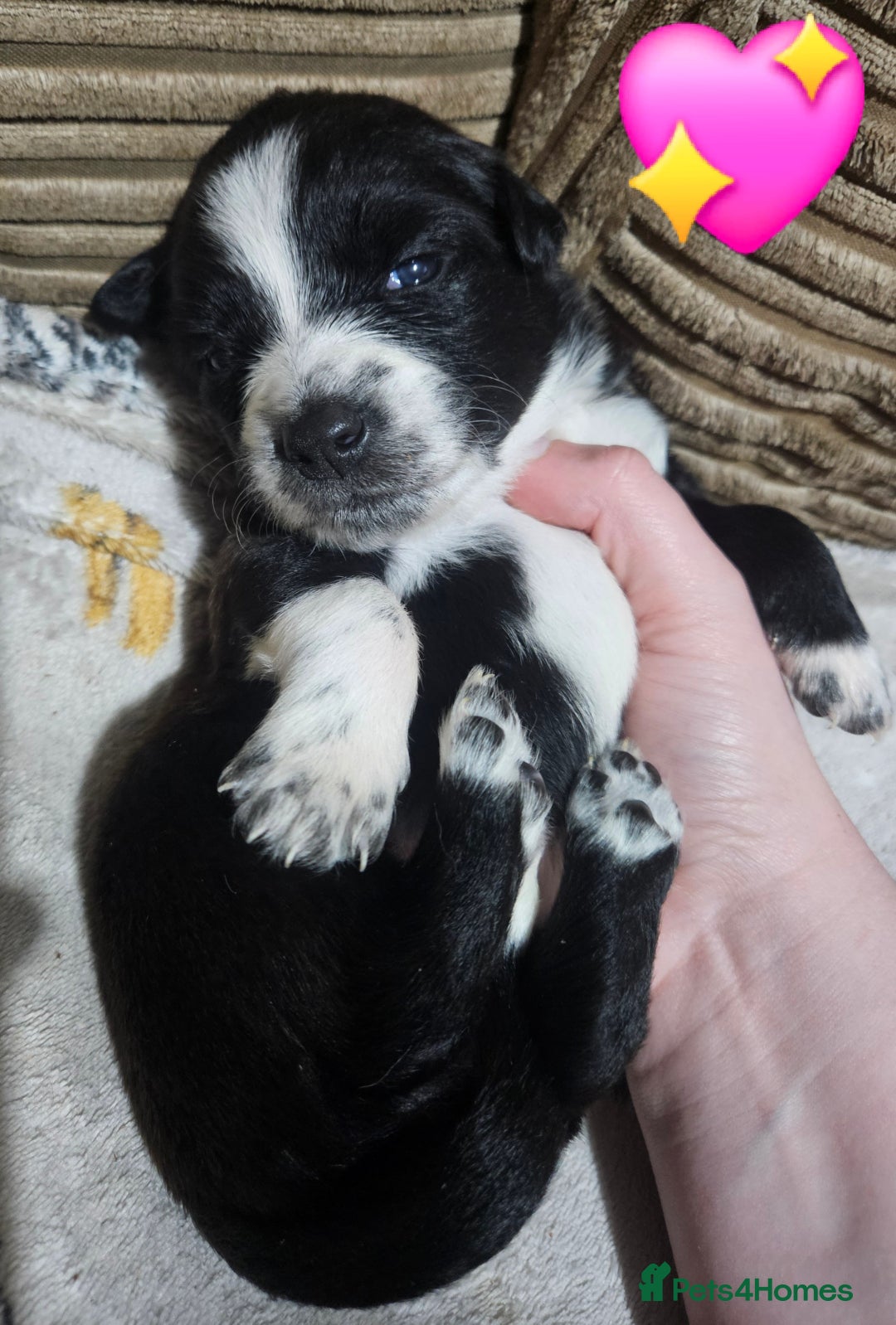 Mixed Breed dogs for sale: 🐾Border Collie x Blue Heeler/Ridgeback Pups🐾 - Advert 21