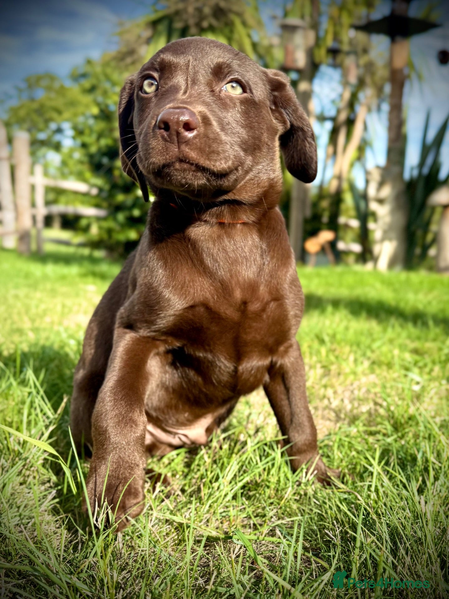Labrador Retriever dogs RKC Registered Chocolate Labrador BOY Puppies - Advert 2