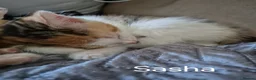 British Longhair cats for sale: Beautiful mix of kittens - Advert 4