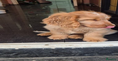 Cocker Spaniel dogs in Doncaster - Advert 14