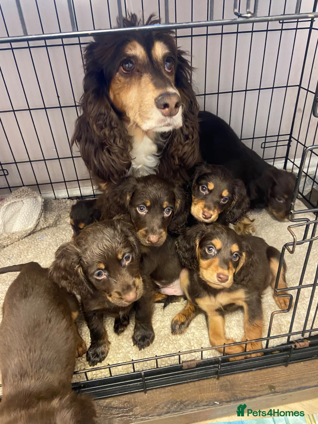 Cocker Spaniel dogs for sale: 7 Chocolate & Tan Cocker Spaniel Pups  - Advert 17