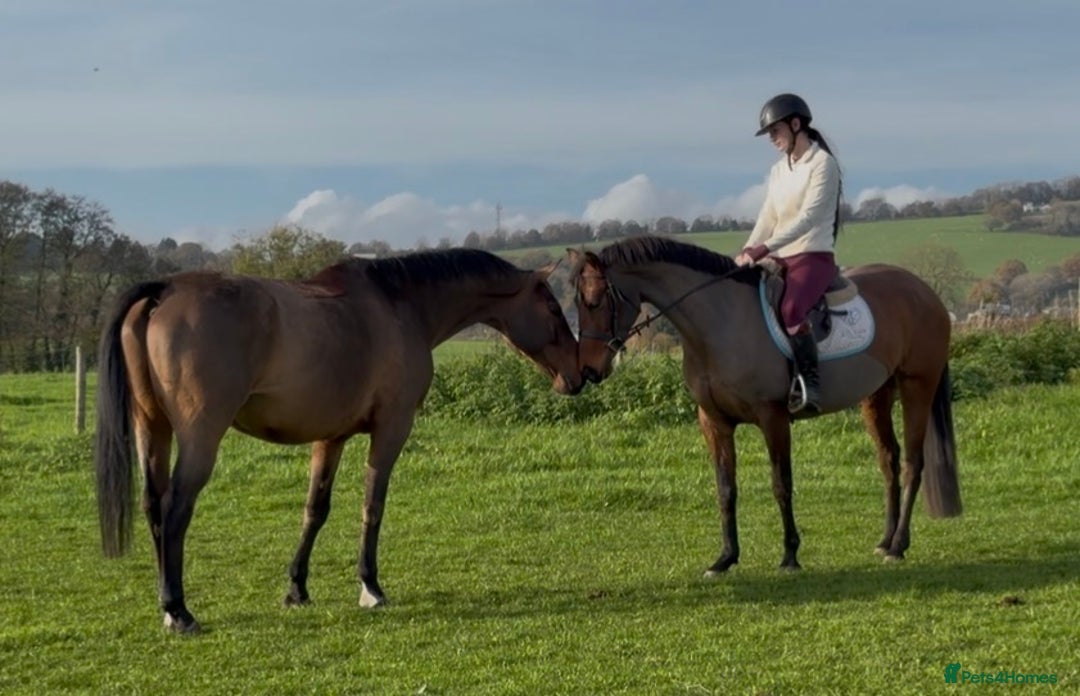 Other Breed horses for sale: Easy Allrounder  - Advert 7