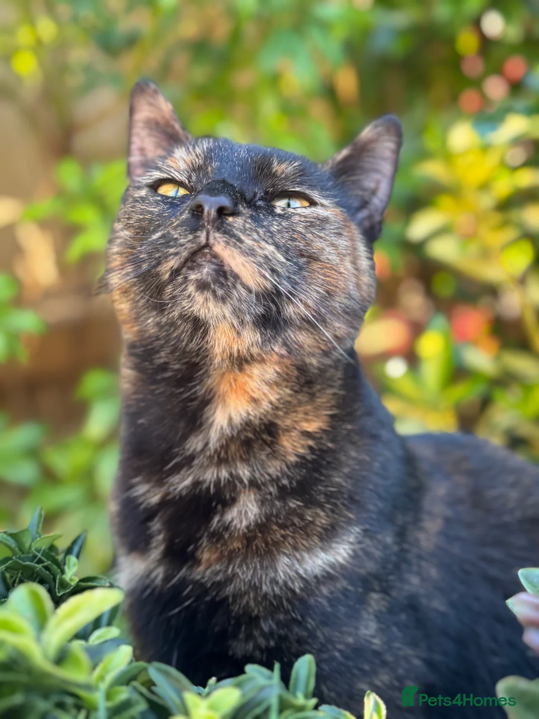 Mixed Breed cats for sale: Two female cats - Advert 2