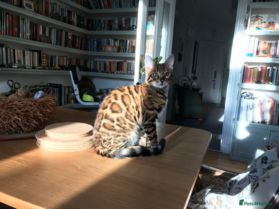 Bengal cats for sale: Pair of Bengal kittens for sale - Image 6