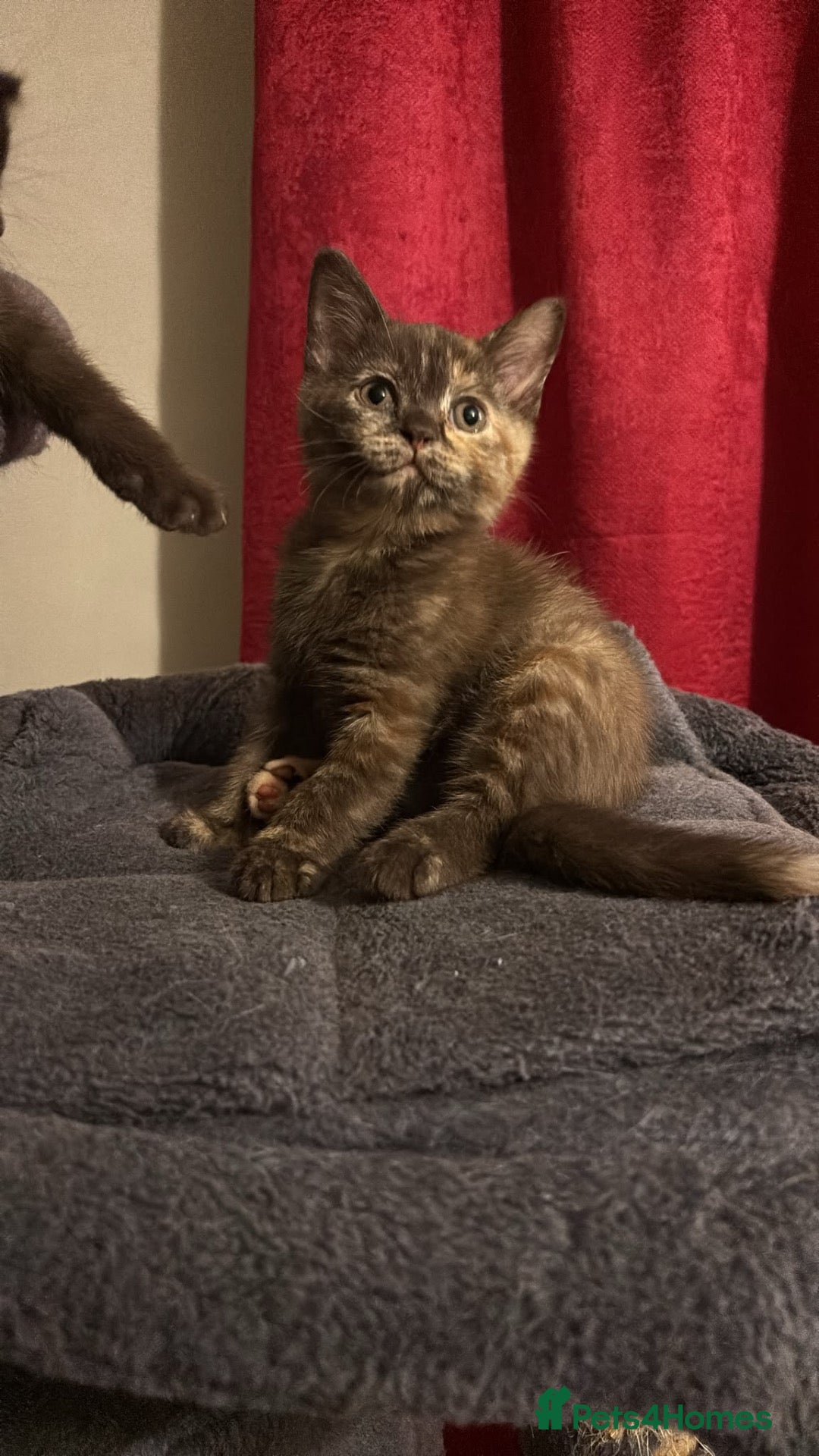 British Shorthair cats British shorthair kittens looking new home ❤️❤️❤️ - Advert 2