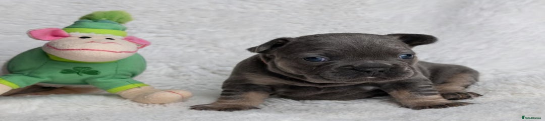 French Bulldog Puppy 3