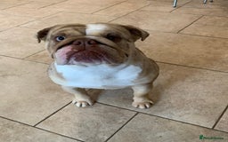 English Bulldog dogs for sale: English bulldog girl  - Image 3
