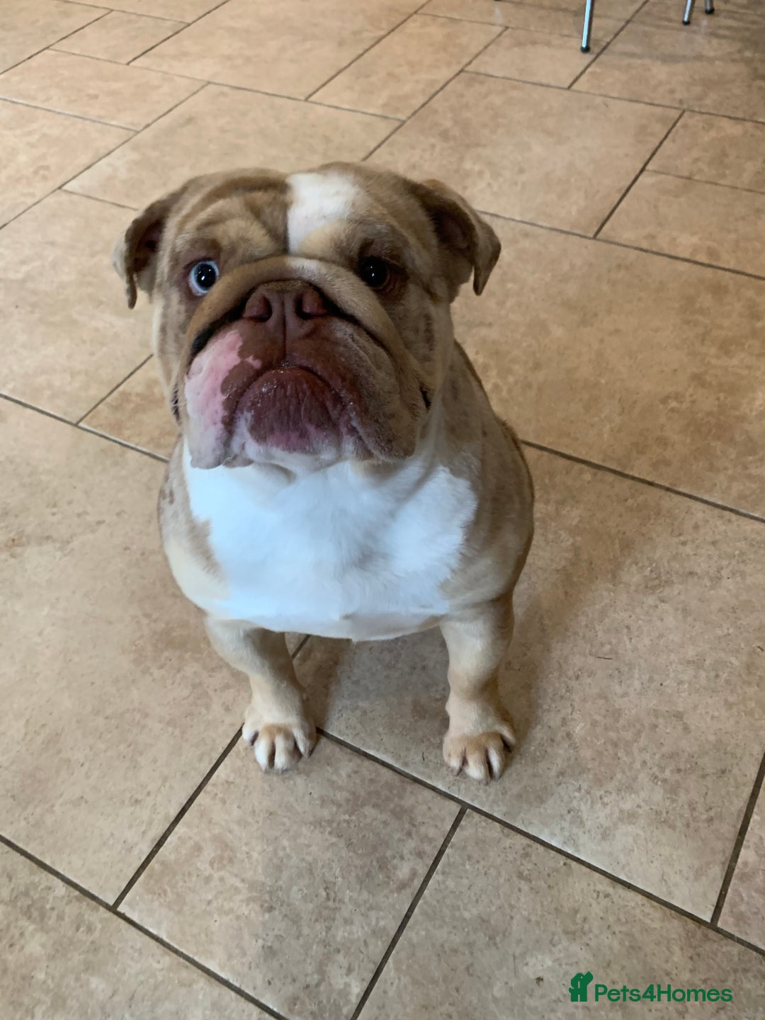 English Bulldog dogs for sale: English bulldog girl  - Image 3