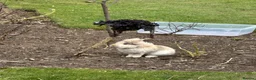 Lionhead rabbits for sale: Lionhead rehome in Solihull - Advert 12