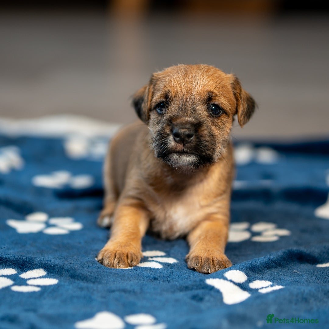 Mixed Breed dogs for sale: 6 Lakeland Cross Puppies for Sale - Image 4