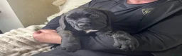 Cane Corso dogs for sale: Cane Corso Puppies Full pedigree  - Advert 6